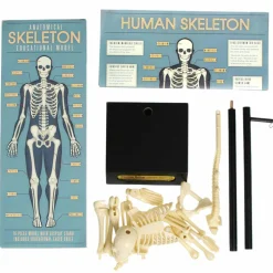 Graham & Green Toys & Dolls<Anatomical Skeleton Model