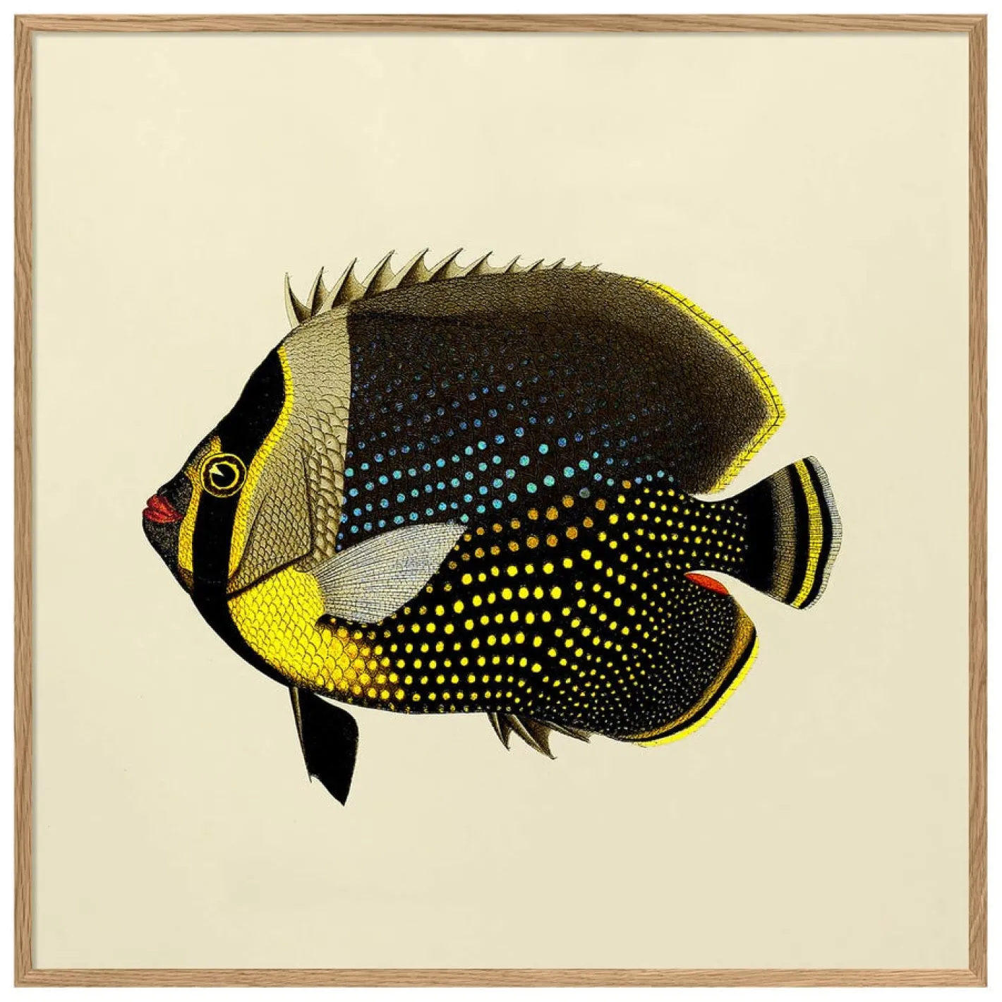 Graham & Green Prints & Wall Art<Black Fish Print with Oak Frame