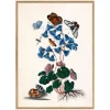 Graham & Green Prints & Wall Art<Butterflies and Blue Print with Oak Frames