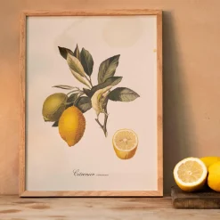 Graham & Green Prints & Wall Art<Common Lemon Branch Print with Oak Frame