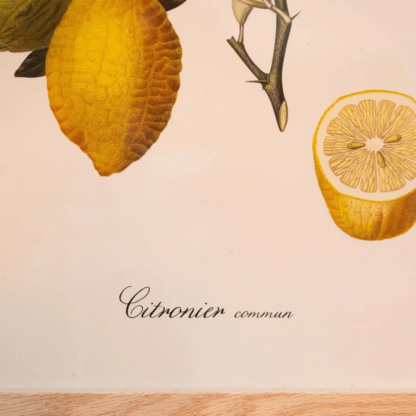 Graham & Green Prints & Wall Art<Common Lemon Branch Print with Oak Frame