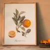 Graham & Green Prints & Wall Art<Crowned Bitter Orange Print with Oak Frame