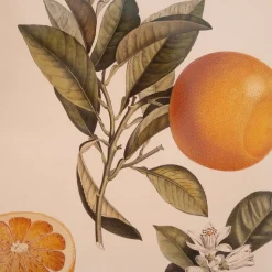 Graham & Green Prints & Wall Art<Crowned Bitter Orange Print with Oak Frame