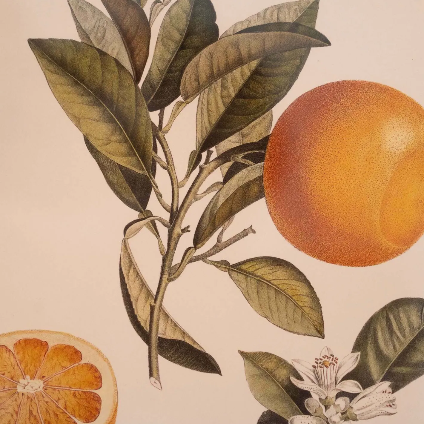 Graham & Green Prints & Wall Art<Crowned Bitter Orange Print with Oak Frame