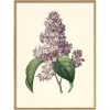 Graham & Green Prints & Wall Art<Framed Common Lilac Print