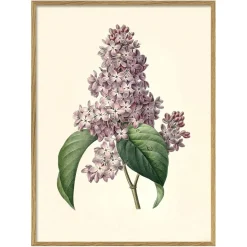 Graham & Green Prints & Wall Art<Framed Common Lilac Print