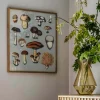 Graham & Green Prints & Wall Art<Framed Fungi XIII Print