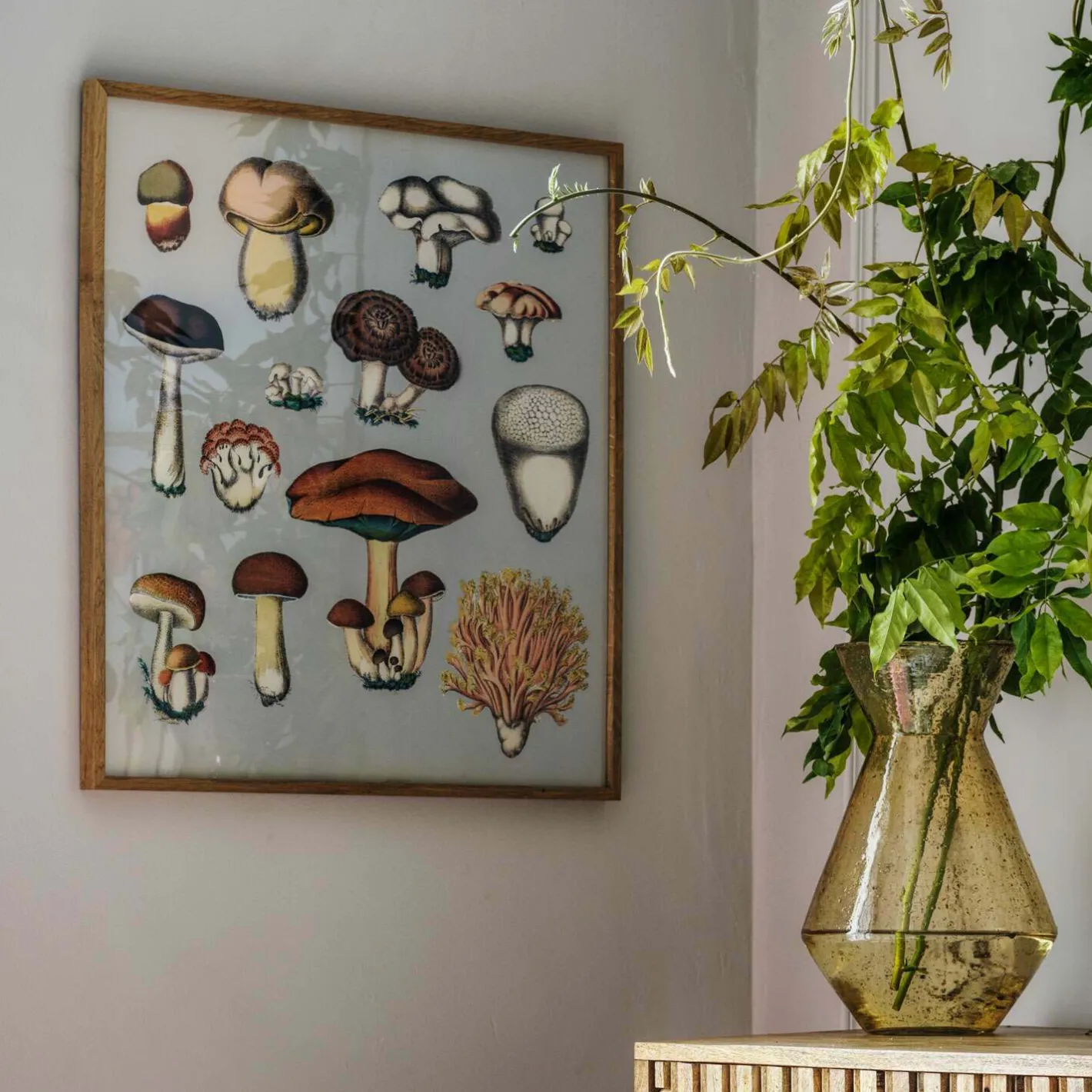 Graham & Green Prints & Wall Art<Framed Fungi XIII Print