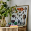 Graham & Green Prints & Wall Art<Framed Fungi XII Print