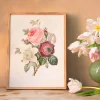 Graham & Green Prints & Wall Art<Framed Rose Anemonastrum Clematis Print