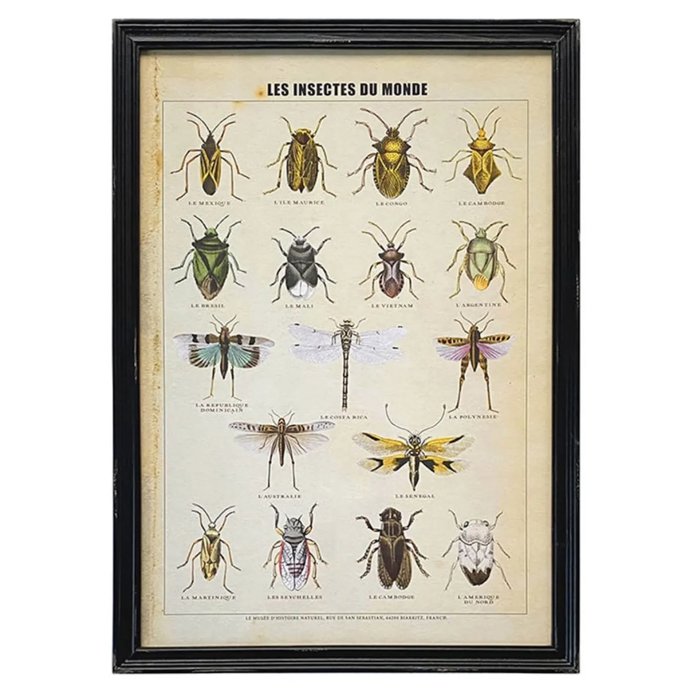 Graham & Green Prints & Wall Art<Framed Vintage Insects Print