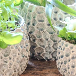 Graham & Green Vases & Plant Pots<Grey Shell Plant Pots