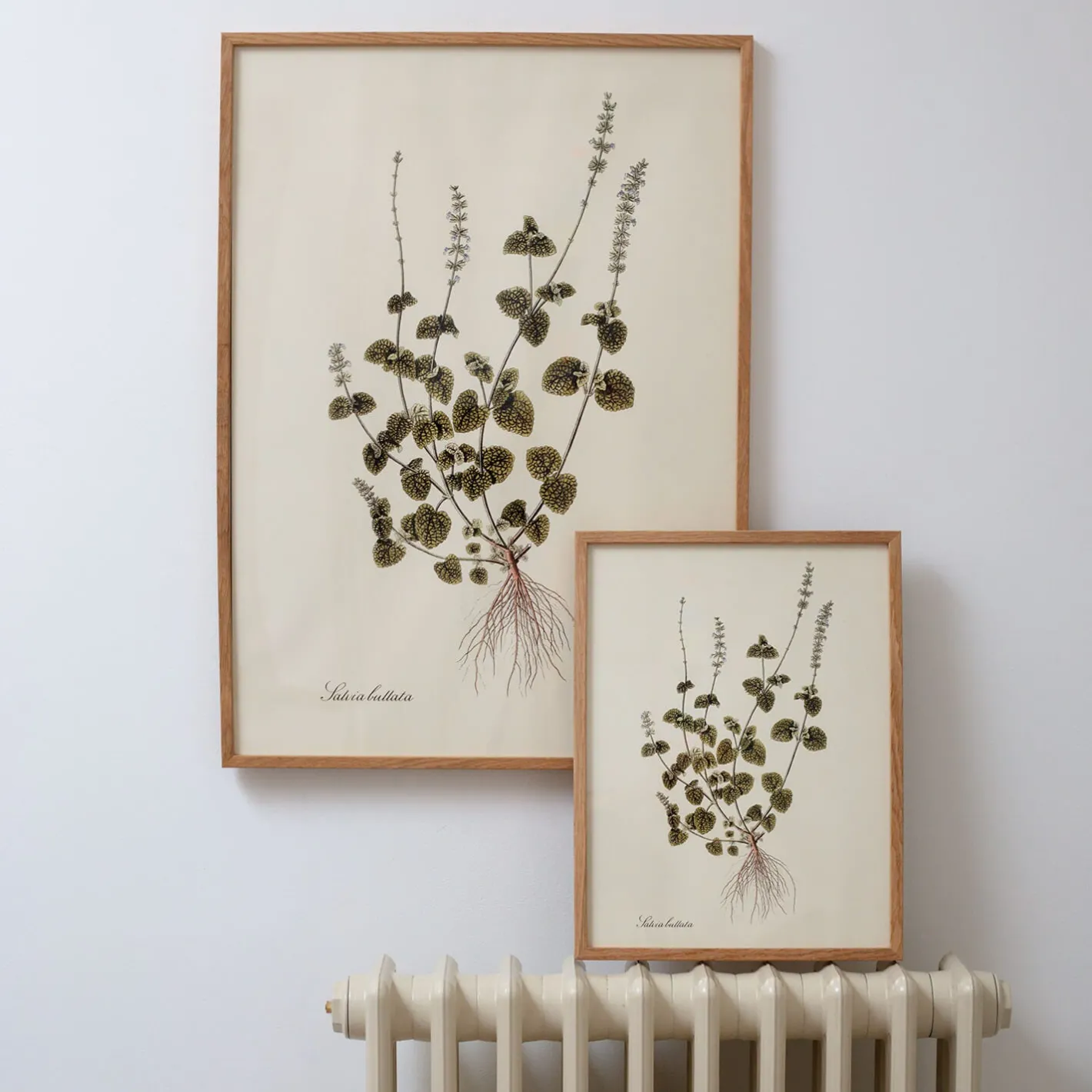 Graham & Green Prints & Wall Art<Medium Framed Salvia Bullata Herb Print