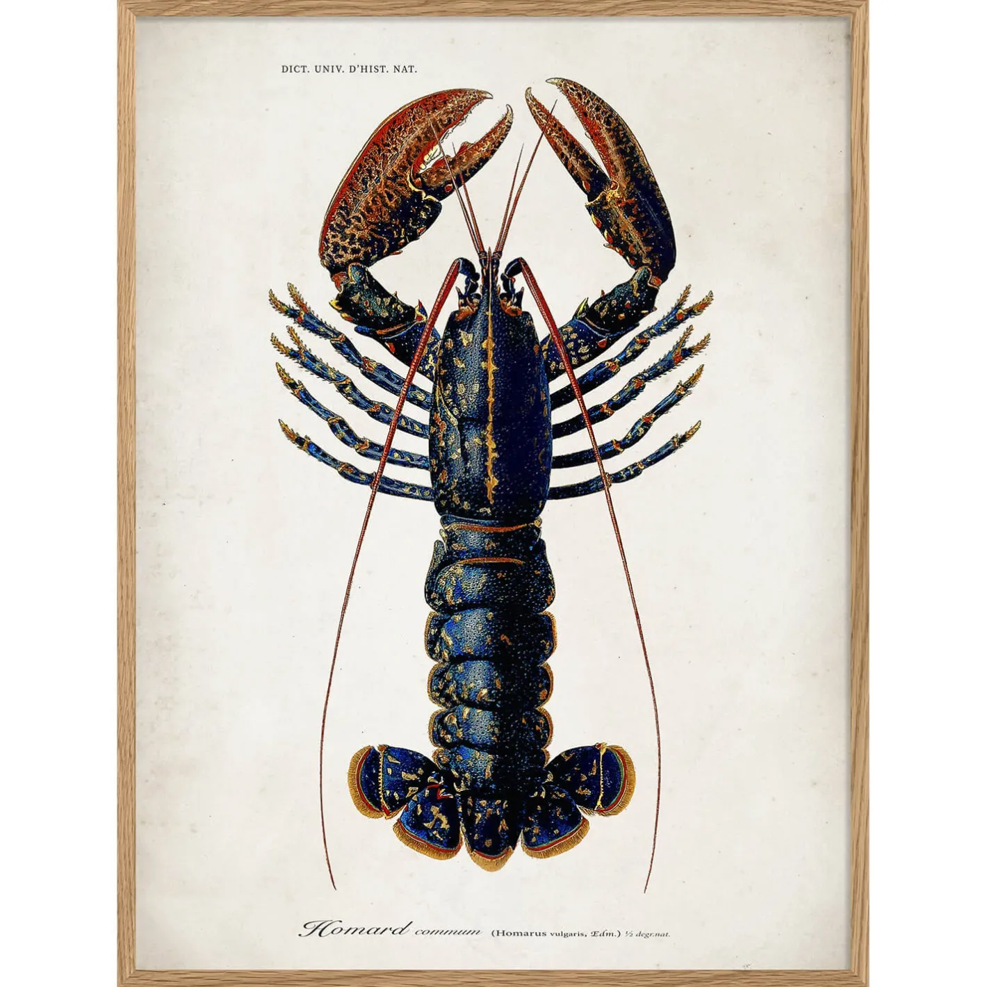 Graham & Green Prints & Wall Art<Oak Framed Lobster Prints