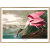 Graham & Green Prints & Wall Art<Roseate Spoonbill Print with Oak Frame