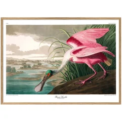 Graham & Green Prints & Wall Art<Roseate Spoonbill Print with Oak Frame