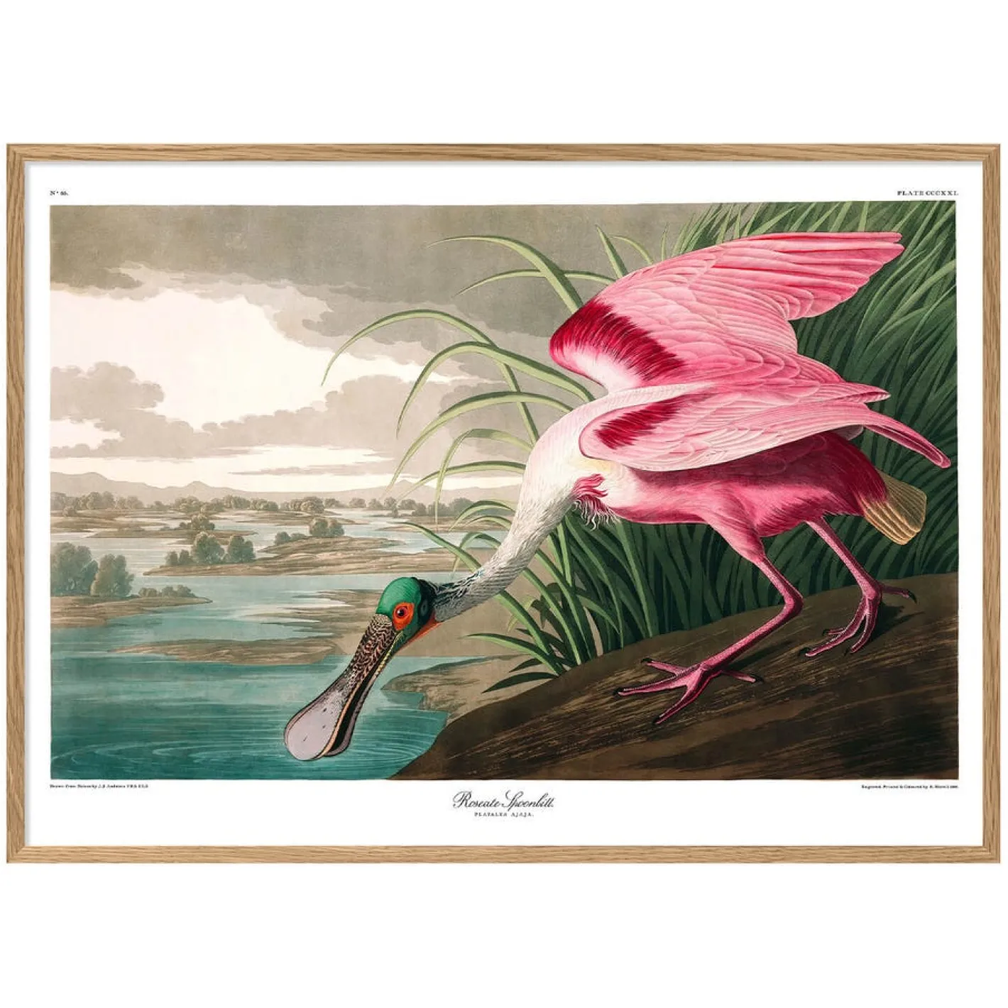 Graham & Green Prints & Wall Art<Roseate Spoonbill Print with Oak Frame