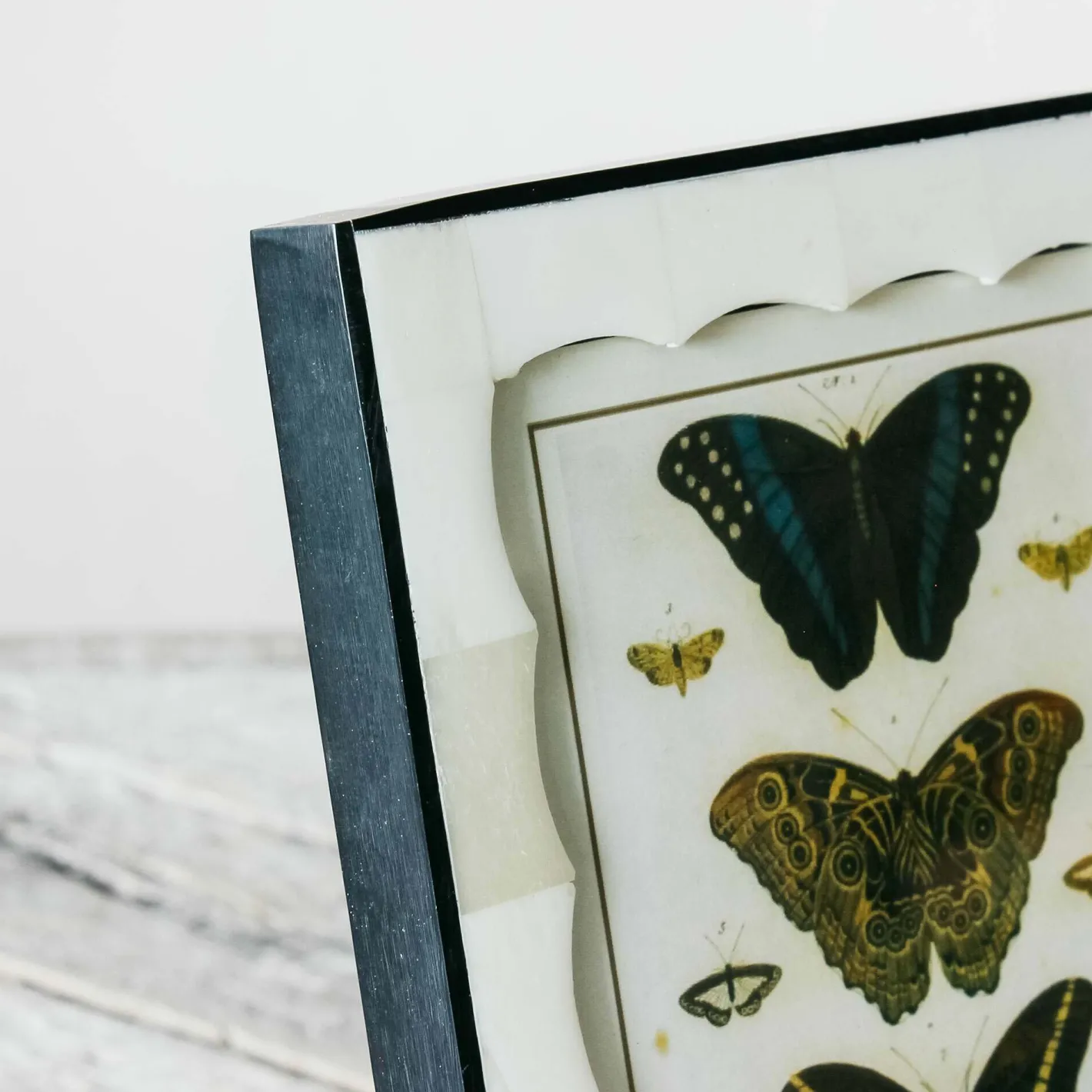 Graham & Green Photo Frames<Scalloped Bone and Horn Frame