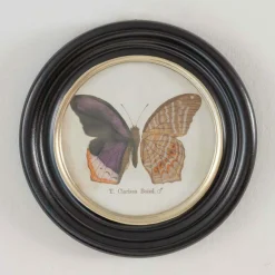 Graham & Green Prints & Wall Art<Set of Four Butterfly Prints