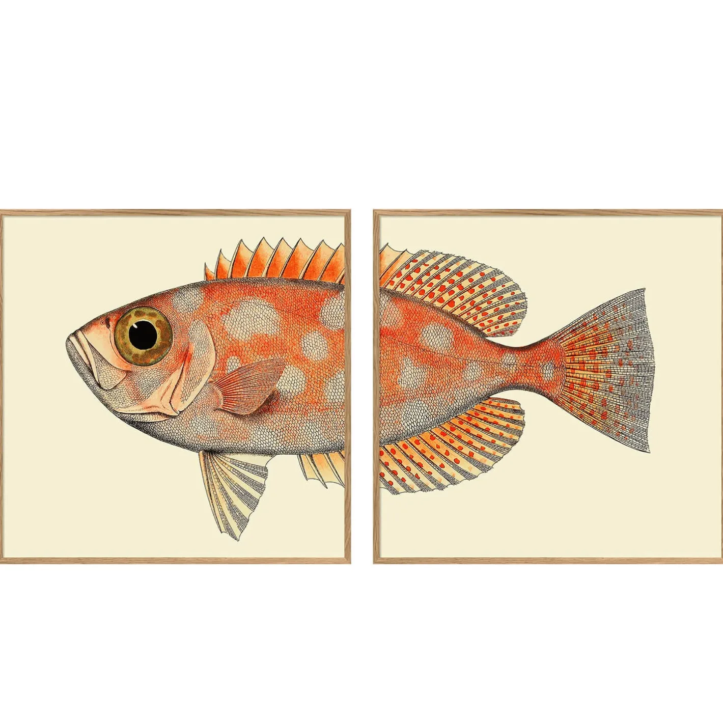 Graham & Green Prints & Wall Art<Set of Two Blotched Bigeye Print with Oak Frames