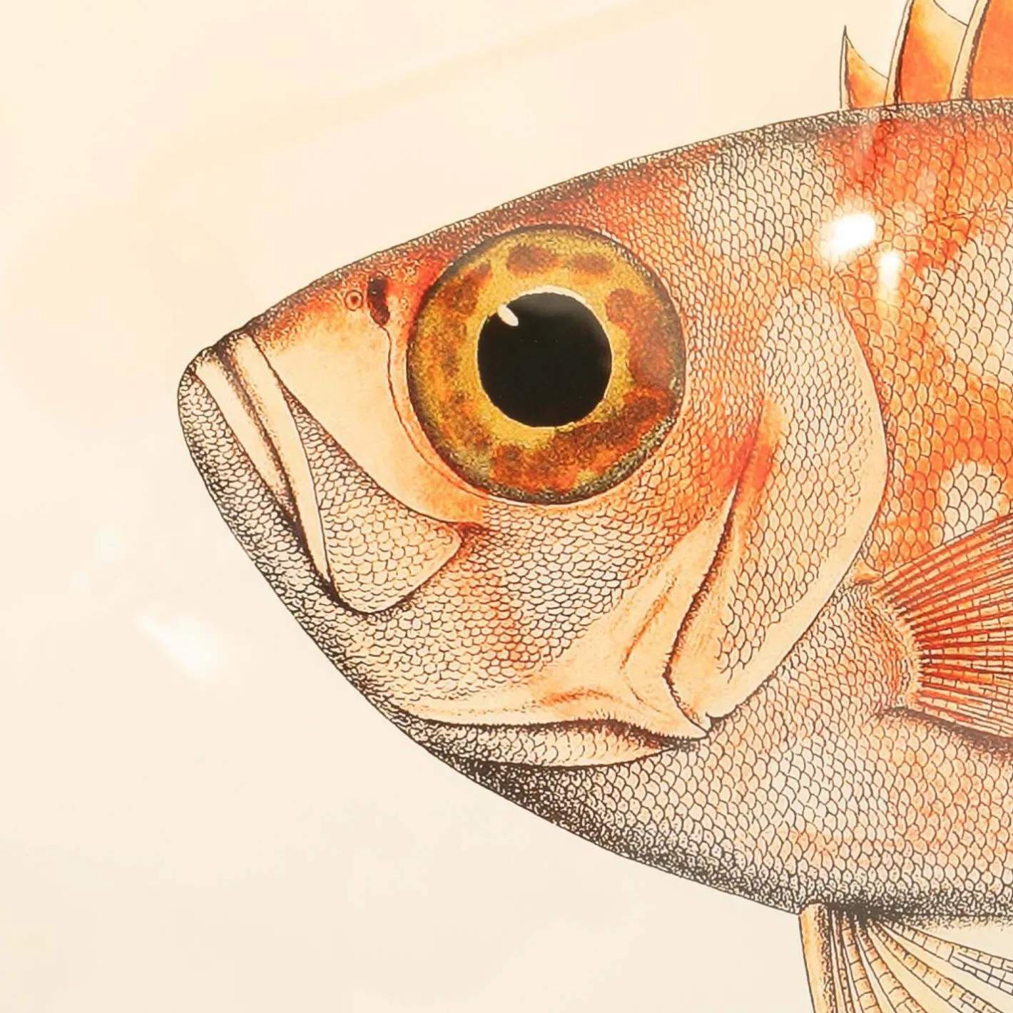 Graham & Green Prints & Wall Art<Set of Two Blotched Bigeye Print with Oak Frames