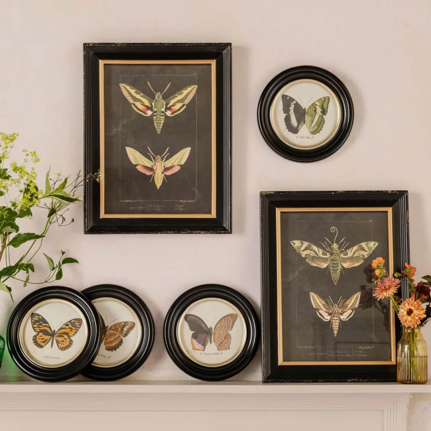 Graham & Green Prints & Wall Art<Set of Two Moth Prints