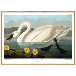 Graham & Green Prints & Wall Art<Swan Print with Oak Frame