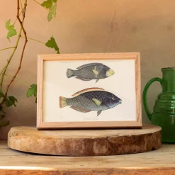 Graham & Green Prints & Wall Art<Two Spotted Wrasse Print with Oak Frame