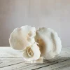 Graham & Green Decorative Accessories<White Faux Coral on Stand